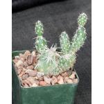 Grusonia clavata 4-inch pots