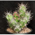 Grusonia invicta 2-gallon pots