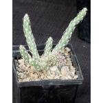 Grusonia reflexispina 5-inch pots