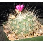 Gymnocactus viereckii 4-inch pots