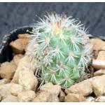 Gymnocactus viereckii (SB1570) 2-inch pots