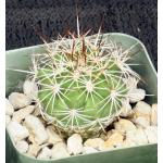 Gymnocactus horripilus 2-inch pots