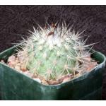 Gymnocactus viereckii 3-inch pots