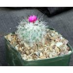 Gymnocactus viereckii 5-inch pots