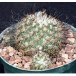 Gymnocactus viereckii 5-inch pots