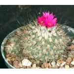 Gymnocactus viereckii 5-inch pots