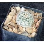 Gymnocalycium bruchii 2-inch pots