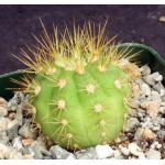 Gymnocalycium chacoense 4-inch pots