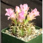 Gymnocalycium damsii  var. rotundulum 4-inch pots