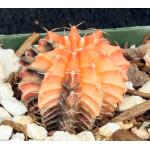 Gymnocalycium mihanovichii cv Red Cap 4-inch pots