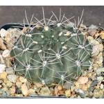 Gymnocalycium reductum var. leucodictyon 5-inch pots