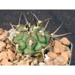 Gymnocalycium schickendantzii 3-inch pots