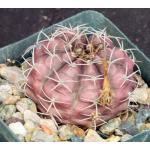 Gymnocalycium tucavocense 4-inch pots