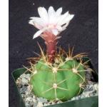 Gymnocalycium chiquitanum 4-inch pots