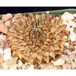 Gymnocalycium inermis (cristate) 4-inch pots