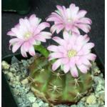 Gymnocalycium damsii (robores) 4-inch pots