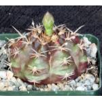 Gymnocalycium damsii (robores) 4-inch pots