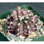 Gymnocalycium friedrichii 4-inch pots