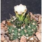 Gymnocalycium matznetteri 5-inch pots