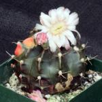 Gymnocalycium mihanovichii (variegated) 4-inch pots