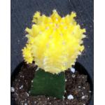Gymnocalycium mihanovichii cv Yellow Cap 3-inch pots