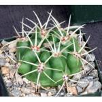 Gymnocalycium multiflorum 4-inch pots