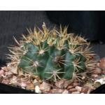 Gymnocalycium neuhuberi 5-inch pots