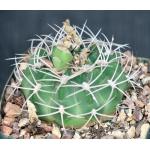 Gymnocalycium nigriareolatum 4-inch pots