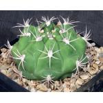 Gymnocalycium pflanzii var. marquezii one-gallon pots