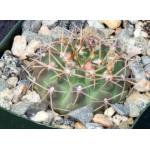 Gymnocalycium piricarpum 4-inch pots