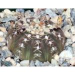 Gymnocalycium ragonesei 4-inch pots