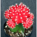 Gymnocalycium mihanovichii cv Red Cap 3-inch pots