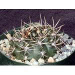Gymnocalycium reductum var. leucodictyon 4-inch pots