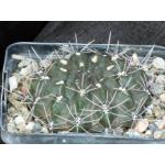 Gymnocalycium reductum var. leucodictyon 5-inch pots