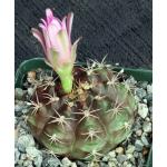 Gymnocalycium rotundulum 4-inch pots