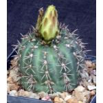 Gymnocalycium schatzilianum 5-inch pots