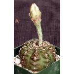Gymnocalycium schroederianum var. boessi 4-inch pots