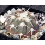 Gymnocalycium spegazzinii 2-inch pots
