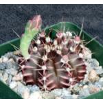 Gymnocalycium stenopleurum 4-inch pots
