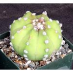 Echinopsis subdenudata cv Fuzzy Navel 4-inch pots
