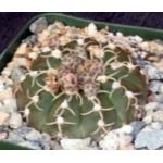 Gymnocalycium triacanthum 4-inch pots