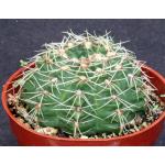 Gymnocalycium baldianum 5-inch pots