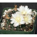 Gymnocalycium carolinense 4-inch pots