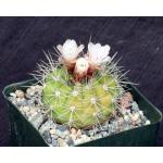 Gymnocalycium chacoense 4-inch pots