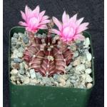 Gymnocalycium stenopleurum 4-inch pots