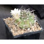 Gymnocalycium griseopallidum 5-inch pots