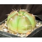 Gymnocalycium horstii 5-inch pots