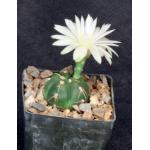 Gymnocalycium horstii 3-inch pots
