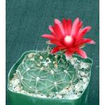 Gymnocalycium marianae 4-inch pots