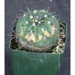 Gymnocalycium monvillei ssp. horridispinum 4-inch pots